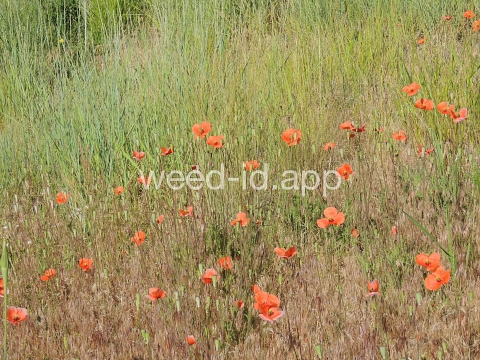 poppy, field